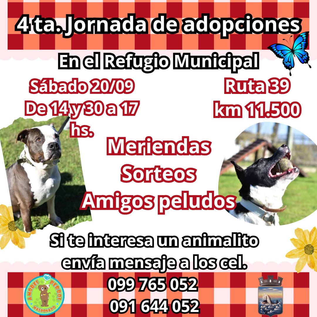 Flyer Adopción
