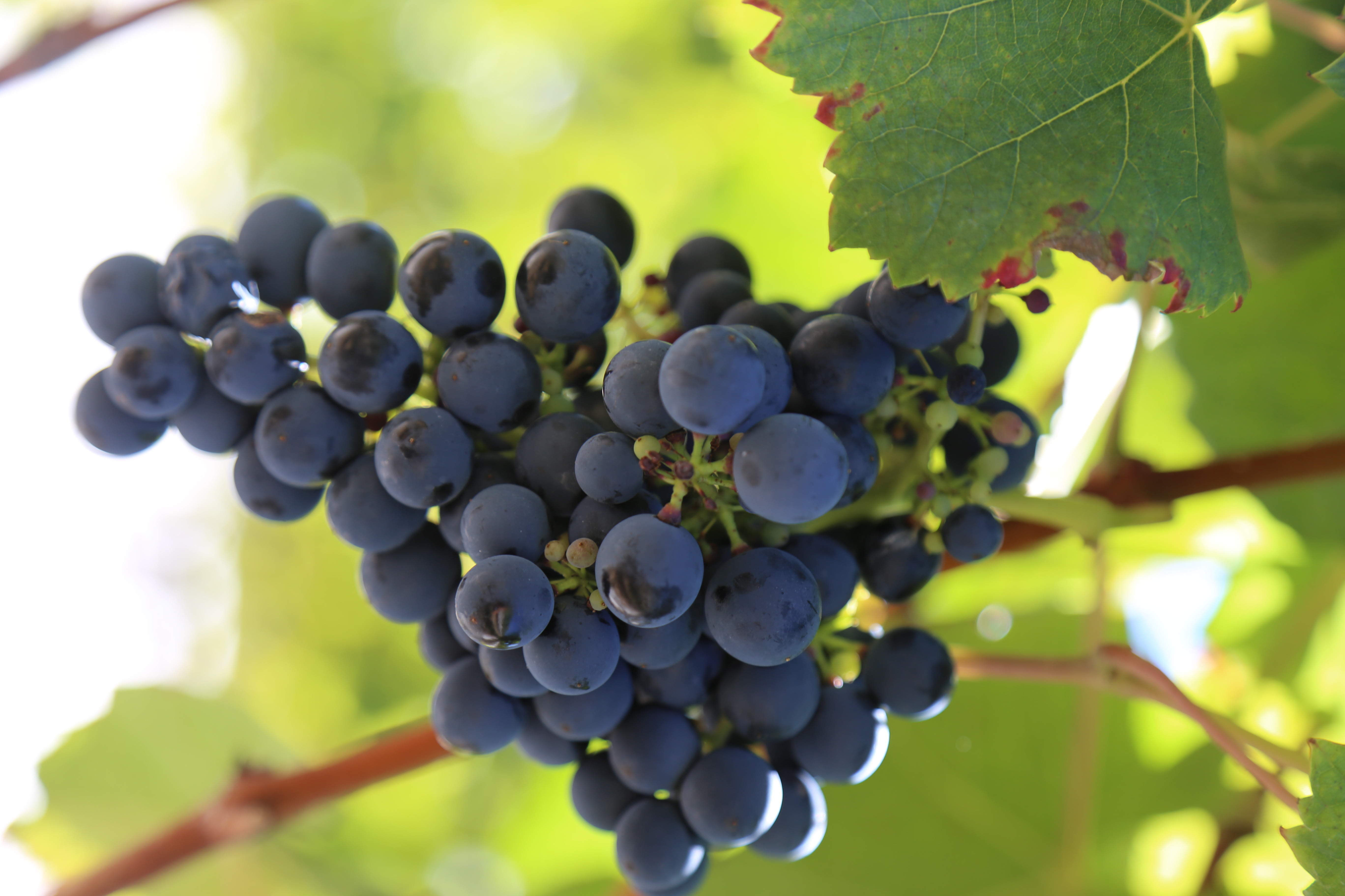 Camino de la Vid y los Olivos