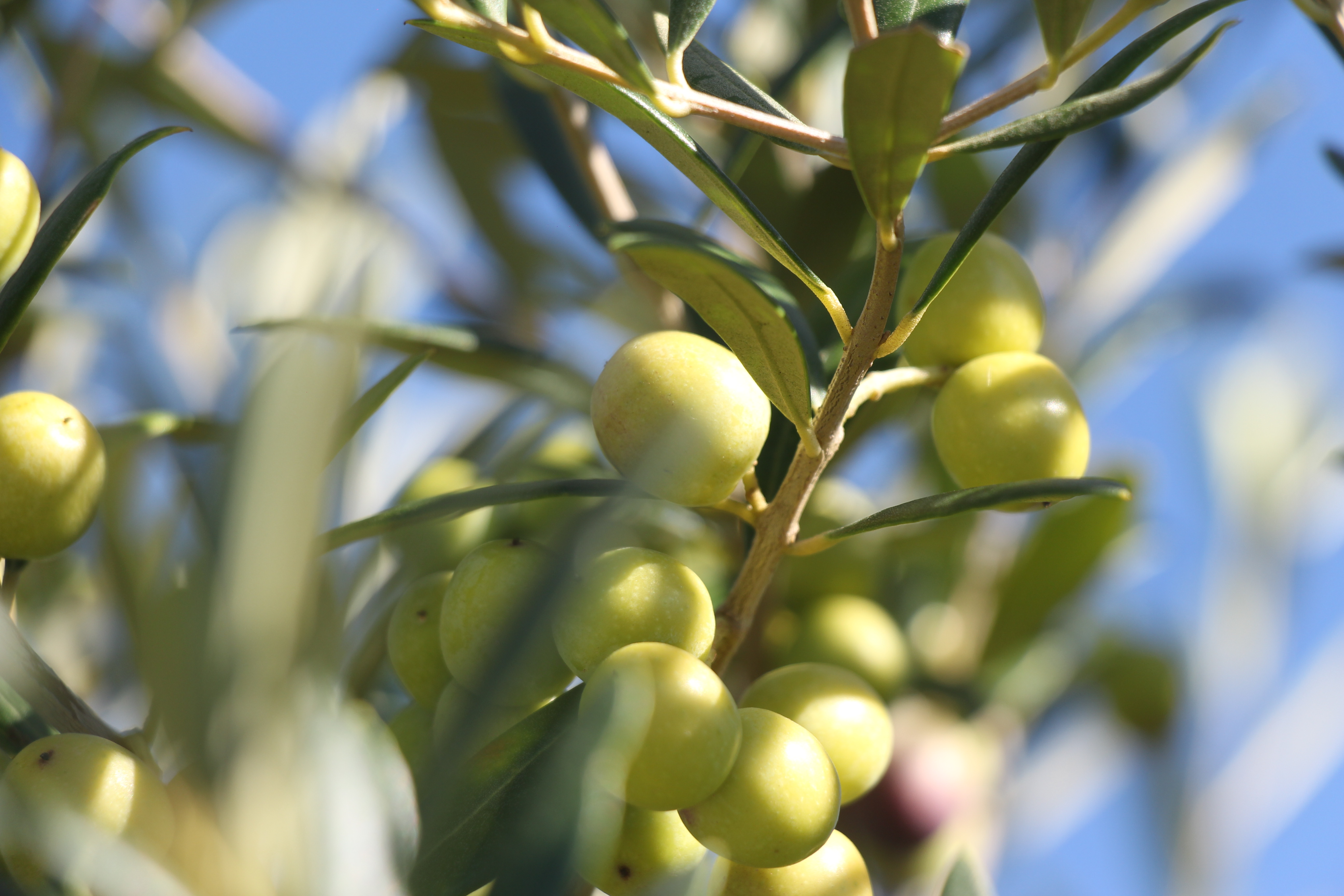 Camino de la Vid y los Olivos